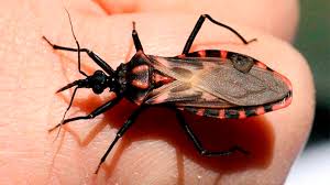 La enfermedad de Chagas (Tripanosomiasis Americana)